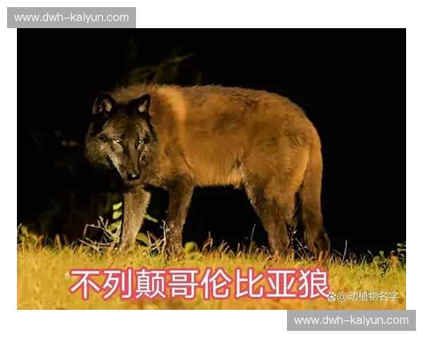 北境之王还是寒带猎手？当“森林狼”闯入多伦多的冰封禁区